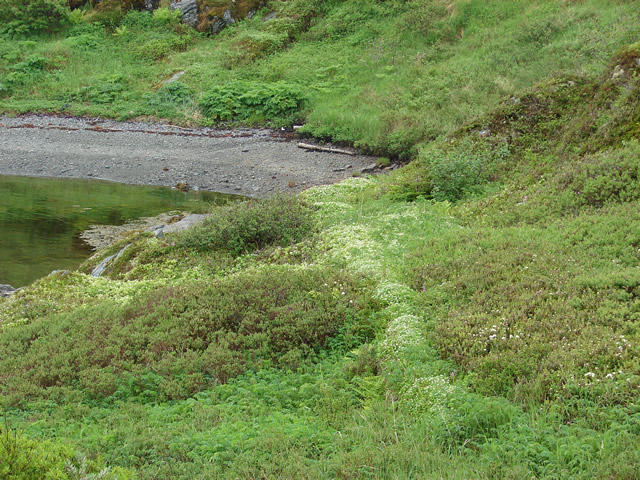 Vegetation shadow of a constructed path linking the mine and Three Mountains Harbour.